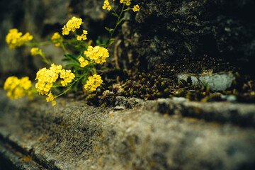 Obraz premium yellow flowers close-up
