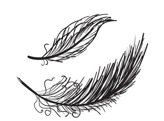 Fototapeta premium Bird feather hand drawn icon, flying dove feathers isolated, doodle soft plume silhouette, feather ink
