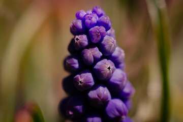 GRAPE HYACINTH (MUSCARI NEGECTUM, MUSCARI BOTRYOIDEDS)