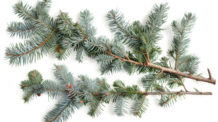 Obraz premium christmas tree branches isolated on white