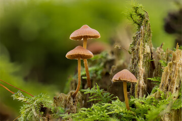 Eine kleine Pilzgruppe auf einem morschen Baumstumpf