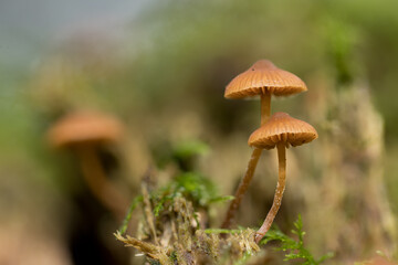 Eine kleine Pilzgruppe auf einem morschen Baumstumpf