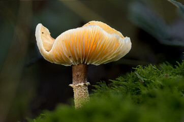 Lamellenpilz im Durchlicht