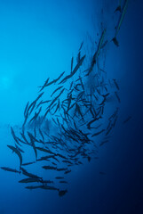 Un banc de barracudas, qui nage
