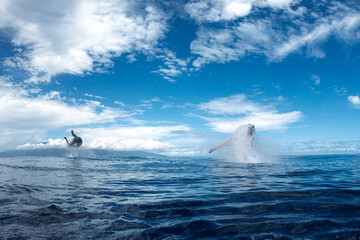 Deux baleines qui sautent en m&ecirc;me temps