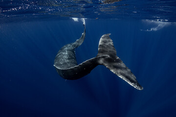 Une baleine &agrave; bosse qui nage, vue de dos. 