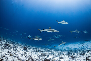 Un groupe de requins gris
