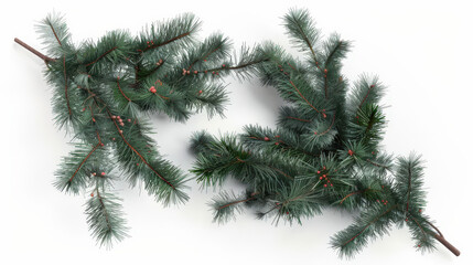 christmas tree branches isolated on white