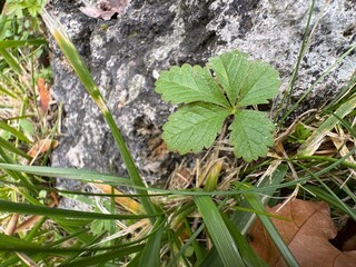 Potentilla erecta plant grows among rocks. Close-up. Beautiful leaves among stones. Tormentilla erekta, Potentilla lata, Potentilla tormentilla, tormentil, five-leafed stitch. Burren Strawberry leaf.