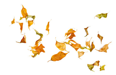 Yellow fallen autumn dry leaves ficus benjamina isolated on white background, with clipping path