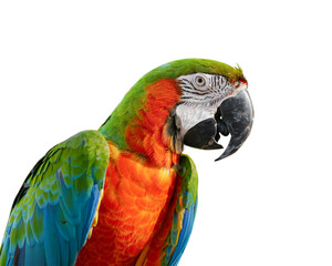 harlequin macaw ,hybrid macaw ,portrait macaw isolated on white background. This has clipping path.