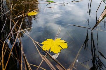 golden autumn leaf floating on calm water.