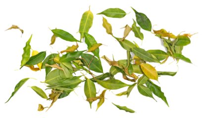 Pile yellow green fallen autumn dry leaves ficus benjamina isolated on white background, with clipping path