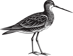 Obraz premium eurasian oystercatcher bird vector illustration