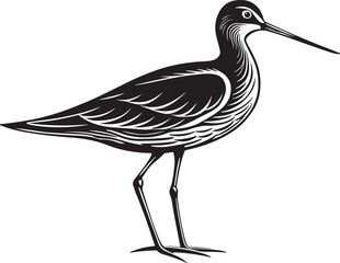eurasian oystercatcher bird vector illustration