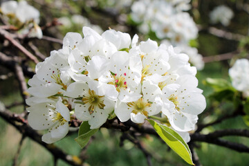 Close-up of a branch of a white apple tree in bloom in a garden.