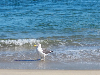 wading in the waves