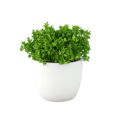 A fresh green plant potted in a modern white container, perfect for home decor., isolated on a transparent background.