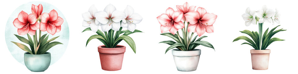 Fototapeta premium Vibrant Amaryllis Blooms in Ceramic Pots Watercolor Floral