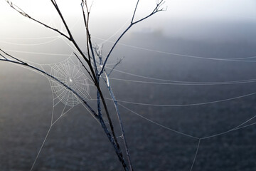 Polna Pajęczyna  © Wojciech Lisiński