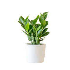 A vibrant indoor plant in a white pot, adding life to any space.