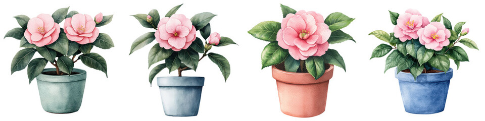 Fototapeta premium Delicate Camellia Flowers in Watercolor Pots for Spring