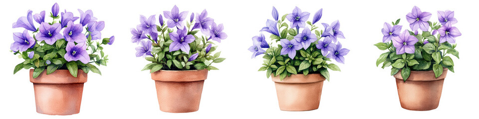 Captivating Campanula Centerpiece A Vibrant Floral Delight in Terracotta