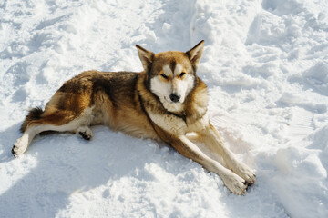 A large stray dog on the white snow. animals in winter.