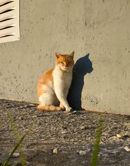 A beautiful red-haired cat on the street