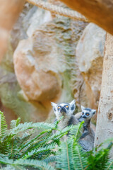 Two lemurs - adult and baby, in a naturalistic setting. The baby lemur clinging to an adult lemur's back