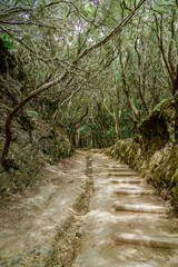 Mystical hiking trail in Rural Anaga Park, Tenerife