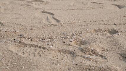 footprints in the sand