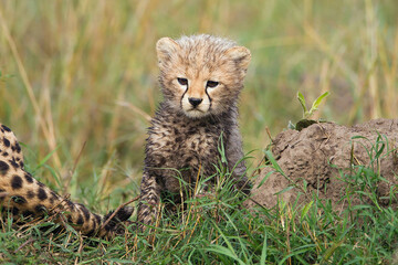 Cheetah babies at Masai Mara, Kenya
