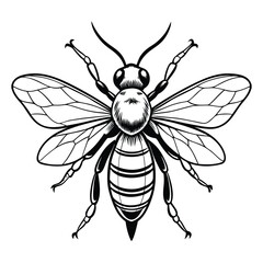 vector of bee design, labeled line art silhouette illustration.