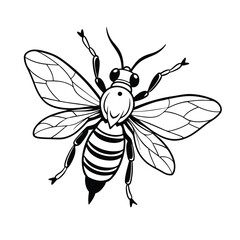 vector of bee design, labeled line art silhouette illustration.