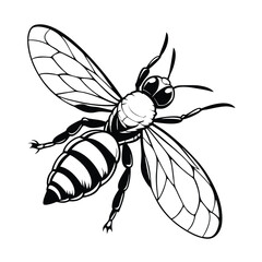 vector of bee design, labeled line art silhouette illustration.