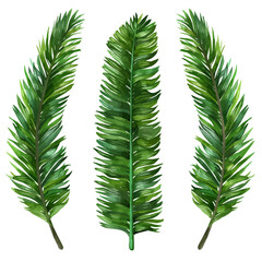 A watercolor of a set of palm leaves, isolated on a white background. Palm leaves vector.