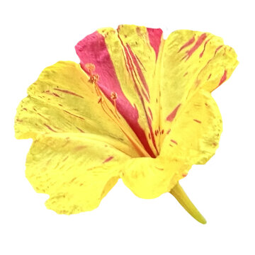 yellow mirabilis flower isolated from the background