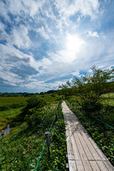 夏空の八島ヶ原湿原