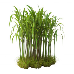 Obraz premium Lush green grass clump ideal for natural landscapes or garden design., isolated on a transparent background.