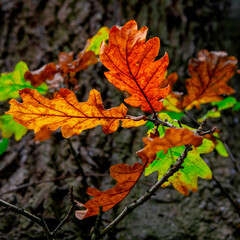 autumn leaves on a tree