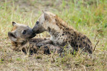 Hyena cubs close-up, Masai Mara, Kenya
