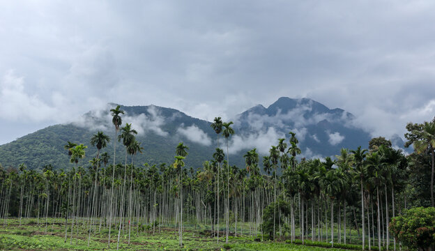 A Picturesque locale of the Country side Areca nut plantation against the hill range and the clouds in India.
