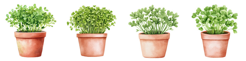 Obraz premium Cress Plants Growing in Ceramic Pots Watercolor