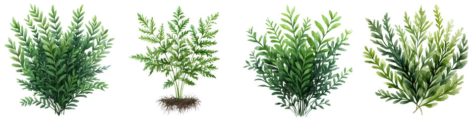 Fototapeta premium Lush and Verdant Asparagus Fern Plant Watercolor with Graceful Fronds and Foliage