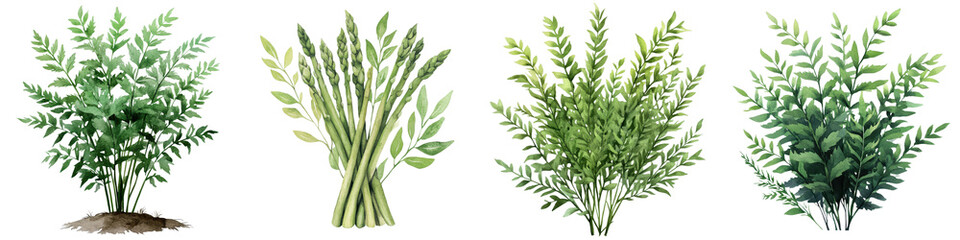 Fototapeta premium Elegant Fern and Asparagus Botanical Watercolor