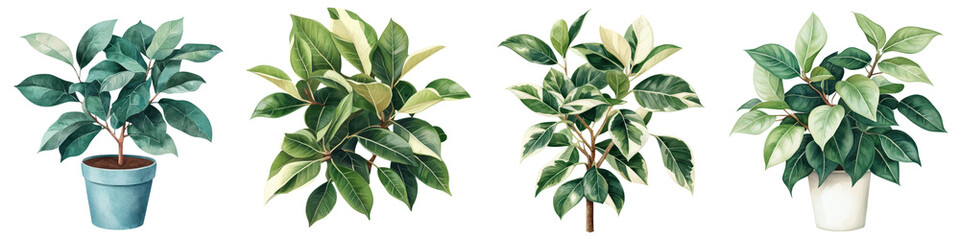 Fototapeta premium Ficus Benjamina Houseplants in Decorative Pots for Indoor Ambiance