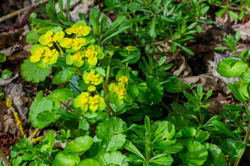 Blooming Golden Saxifrage Chrysosplenium alternifolium with soft edges. Selective focus. Has healing properties. Yellow spring small flowers
