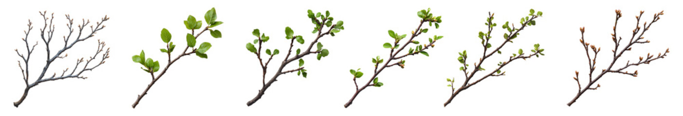 Obraz premium branch of a tree set PNG. Decorative branch top view PNG. Tree branch flat lay isolated. Simple branch with leaves PNG.