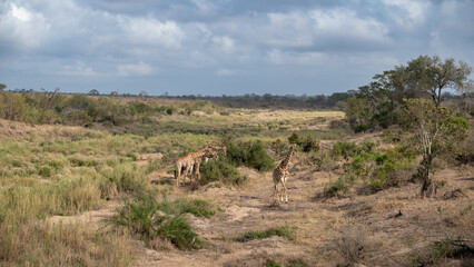 Scenic panorama of South African giraffe crossing a dry riverbed 